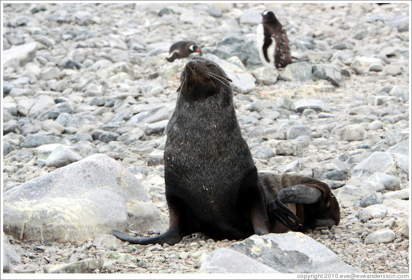 Fur seal.