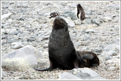 Fur seal.