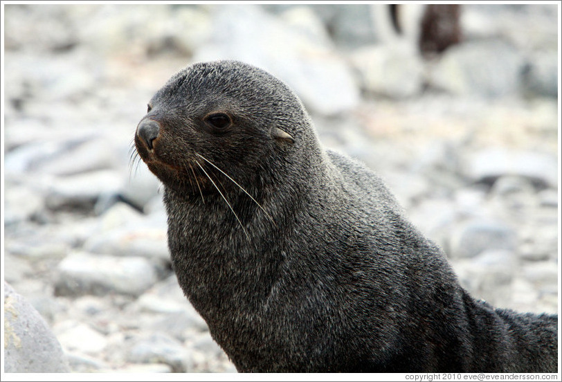 Fur seal.