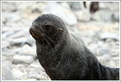 Fur seal.