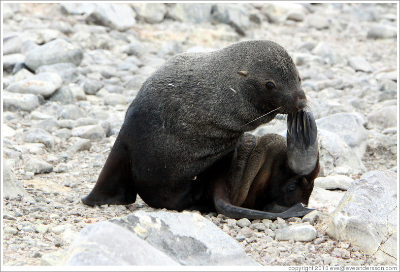 Fur seal scratching.