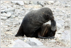 Fur seal scratching.