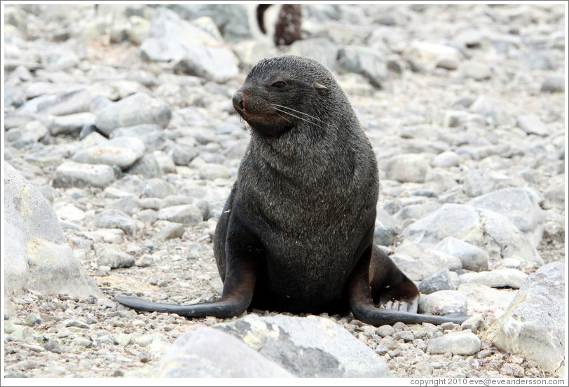 Fur seal.