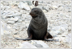 Fur seal.