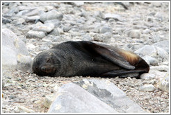 Fur seal resting.