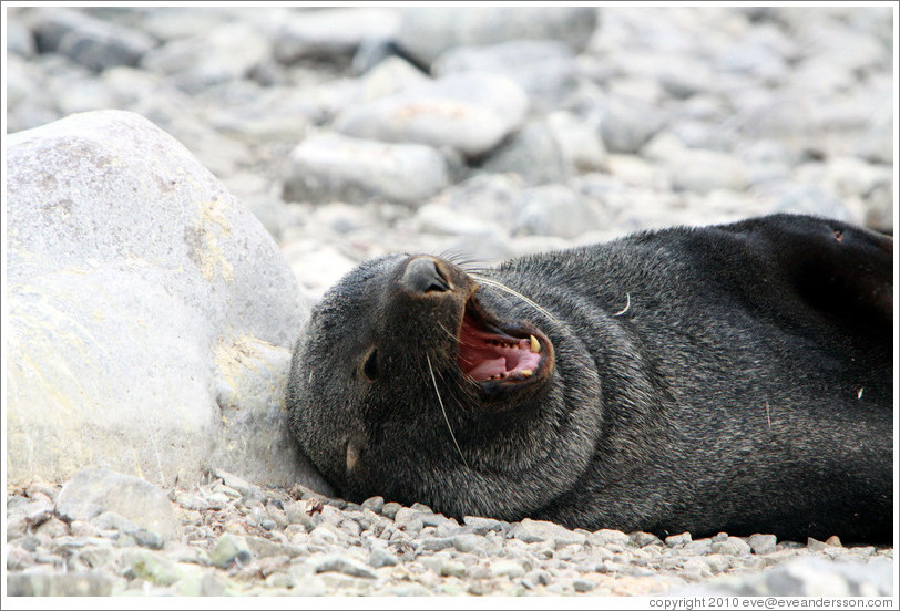 Fur seal yawning.