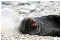 Fur seal yawning.