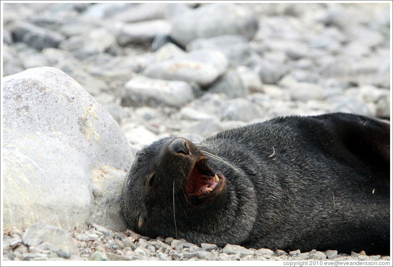 Fur seal yawning.