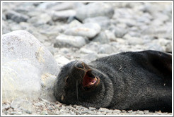 Fur seal yawning.