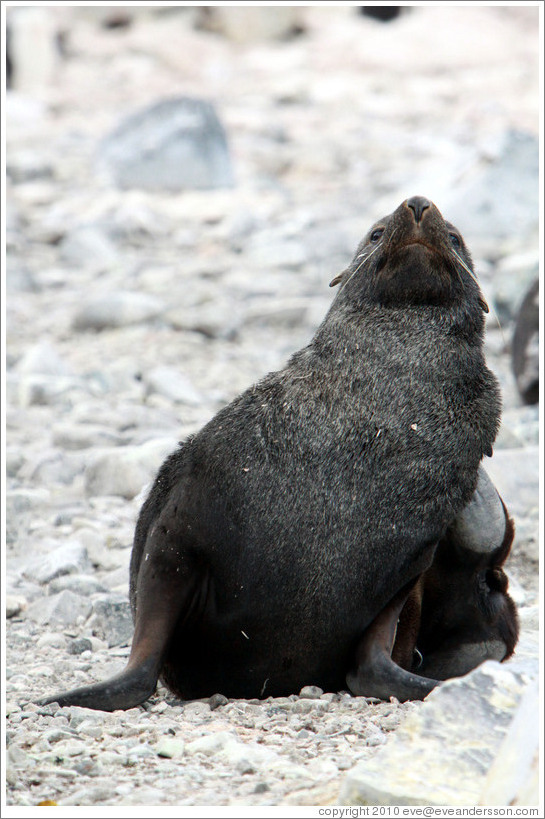 Fur seal scratching.