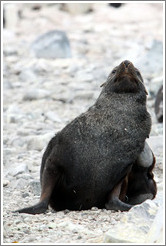 Fur seal scratching.