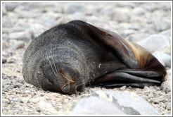 Fur seal resting.