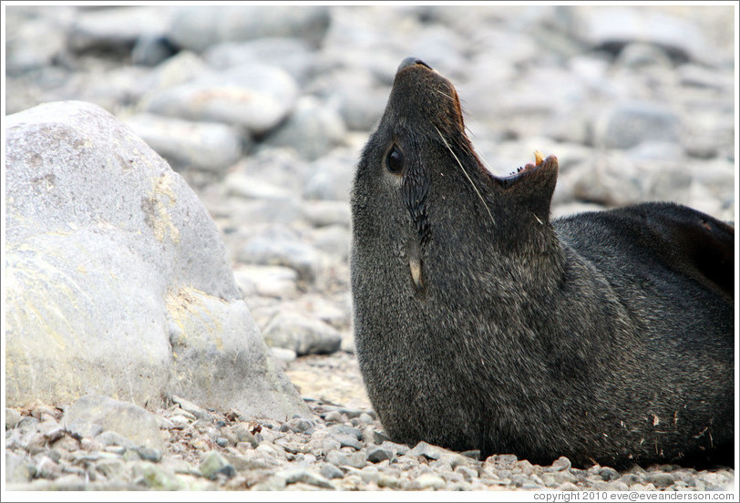 Fur seal yawning.