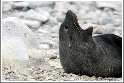 Fur seal yawning.