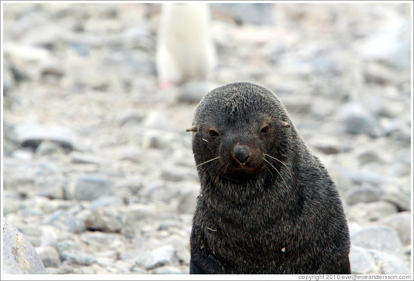 Fur seal.