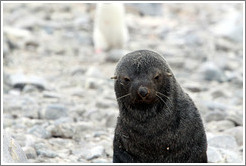 Fur seal.