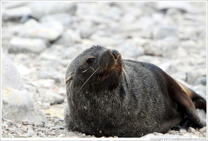 Fur seal.