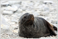 Fur seal.