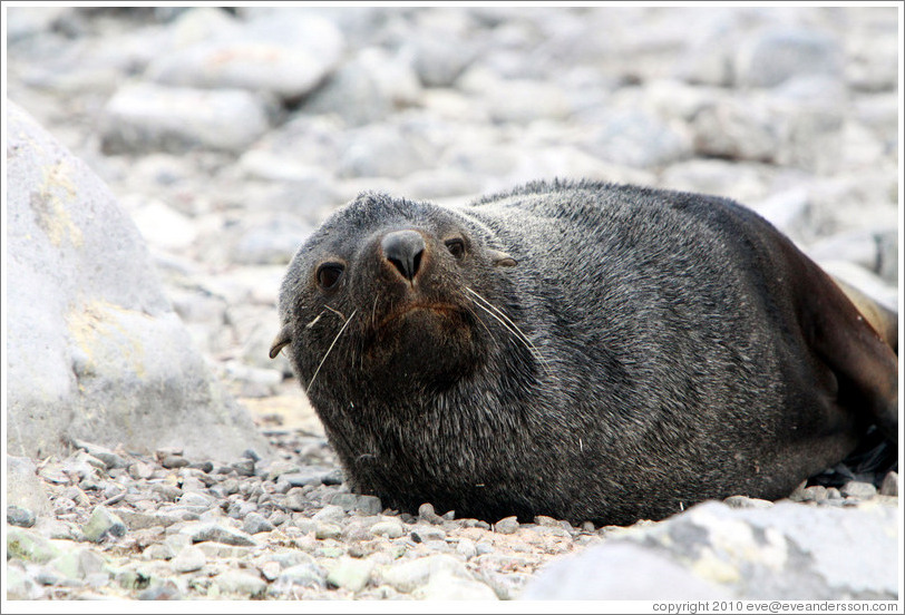 Fur seal.