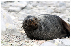 Fur seal.