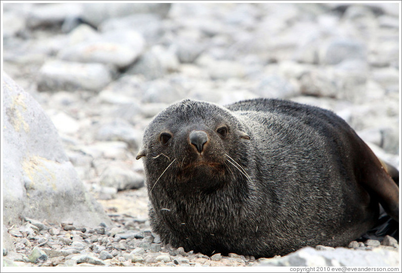 Fur seal.