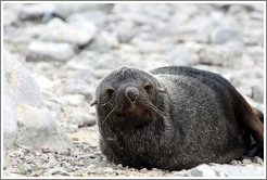 Fur seal.