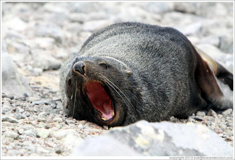 Fur seal yawning.