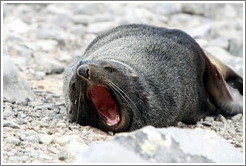 Fur seal yawning.