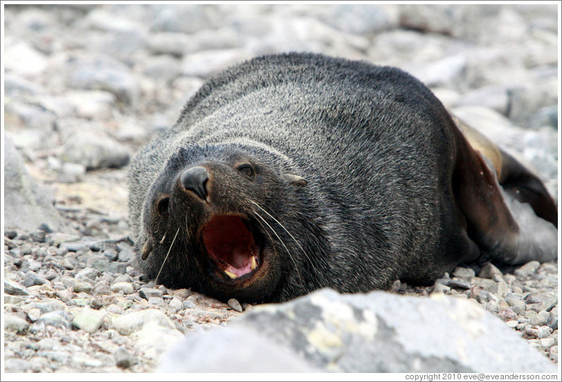 Fur seal yawning.