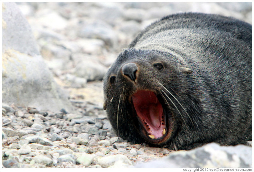 Fur seal yawning.