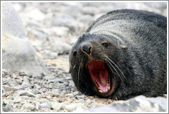 Fur seal yawning.