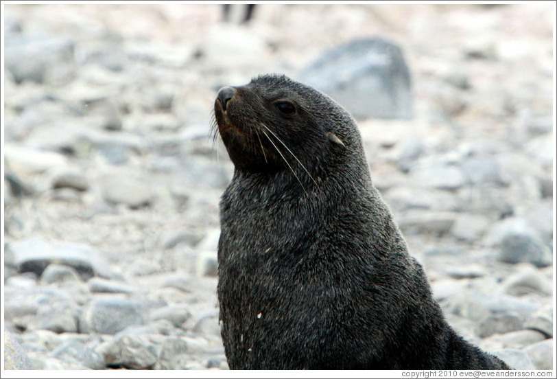 Fur seal.