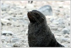 Fur seal.