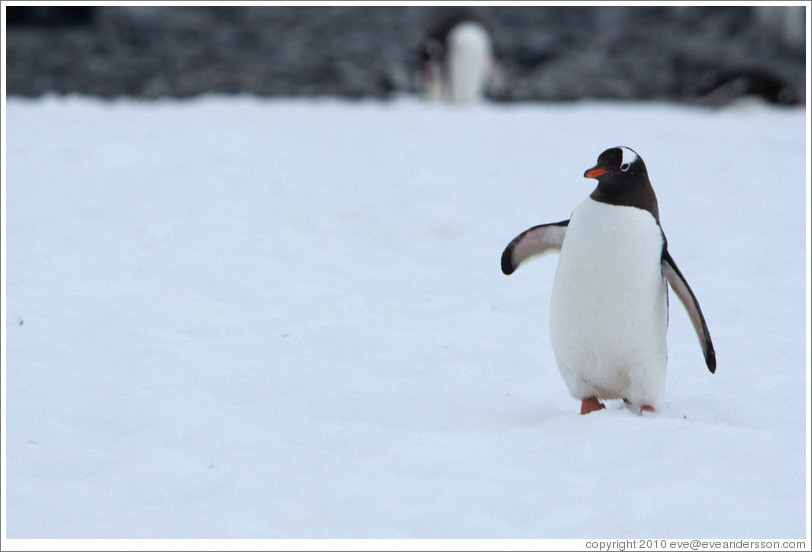 Gentoo Penguin walking in the snow.