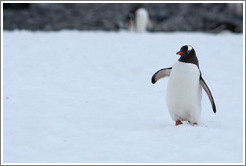 Gentoo Penguin walking in the snow.