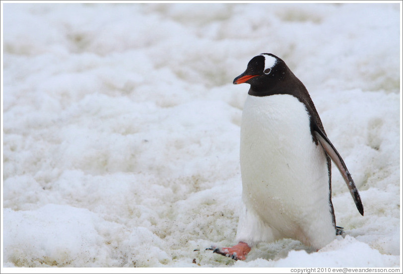 Gentoo Penguin walking in the snow.