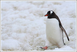 Gentoo Penguin walking in the snow.