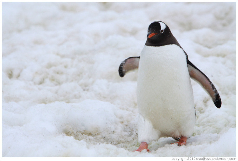 Gentoo Penguin walking in the snow.