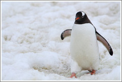 Gentoo Penguin walking in the snow.