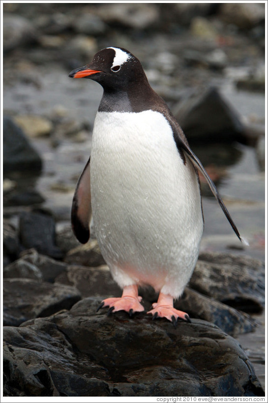 Gentoo Penguin at the water's edge.