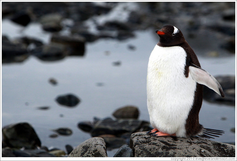 Gentoo Penguin at the water's edge.