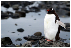 Gentoo Penguin at the water's edge.