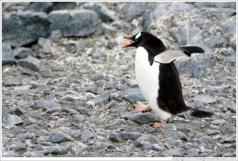 Gentoo Penguin walking.