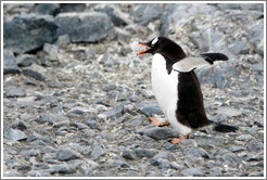 Gentoo Penguin walking.