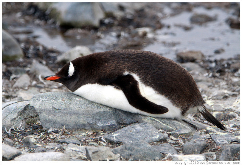Gentoo Penguin resting on rocks.