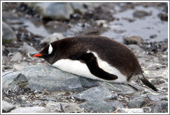 Gentoo Penguin resting on rocks.