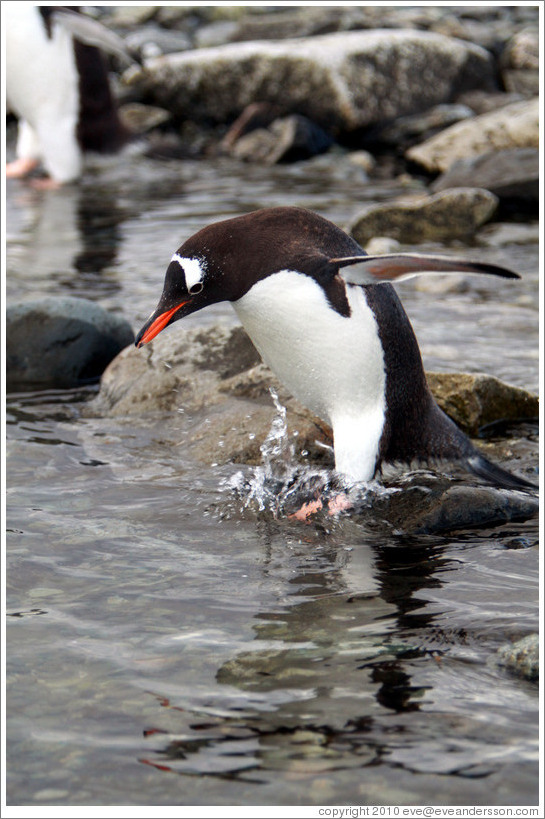 Gentoo Penguin entering the water.