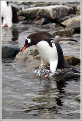 Gentoo Penguin entering the water.