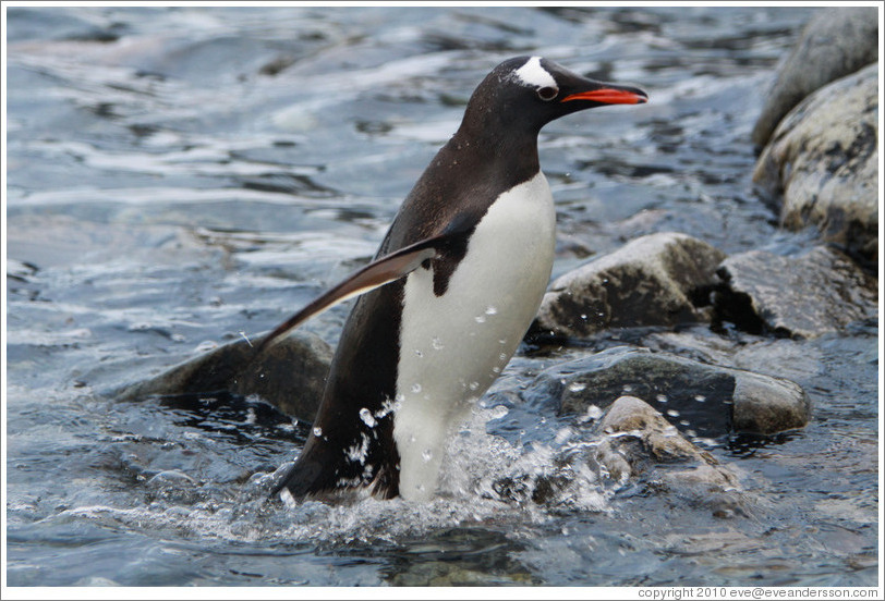 Gentoo Penguin exiting the water.