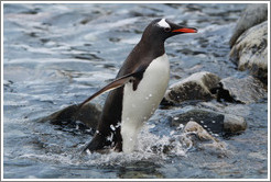 Gentoo Penguin exiting the water.